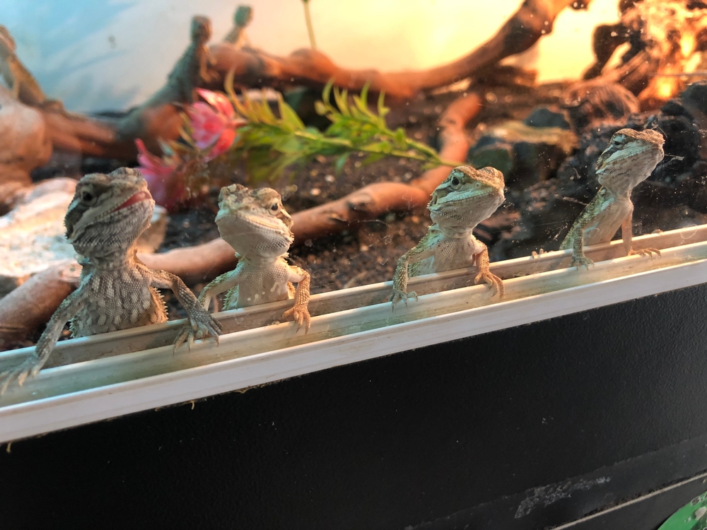 Lower Humidity in a Bearded Dragon Tank